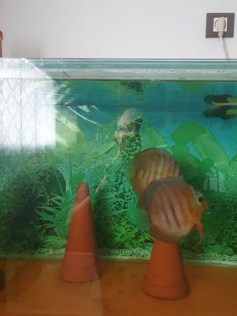 Couple Discus Alenquer 60 54110 R�m�r�ville