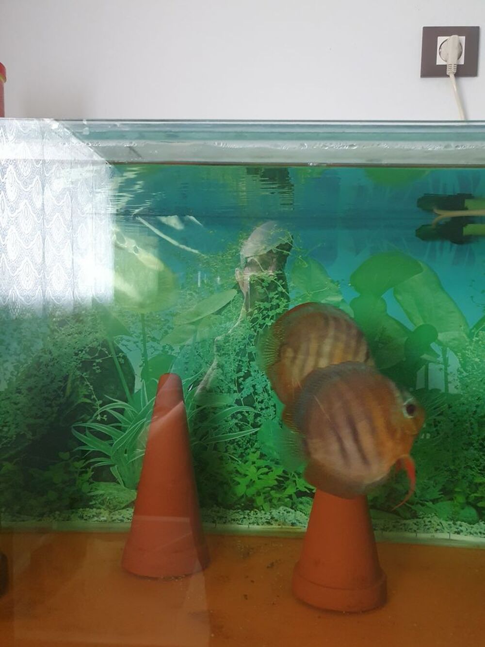   Couple Discus Alenquer 
