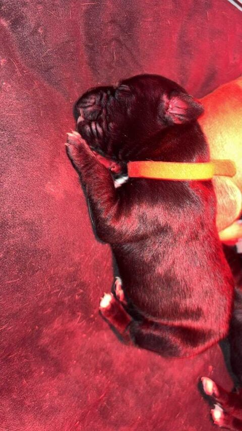 chiot pit 0 60290 Laigneville