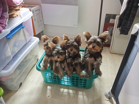 chiots yorkshire 800 11300 Limoux