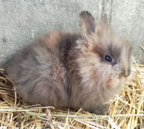 Lapins nains tete de lion 59 04700 La brillanne