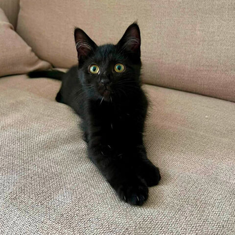 BAGHEERA 1 07400 Meysse