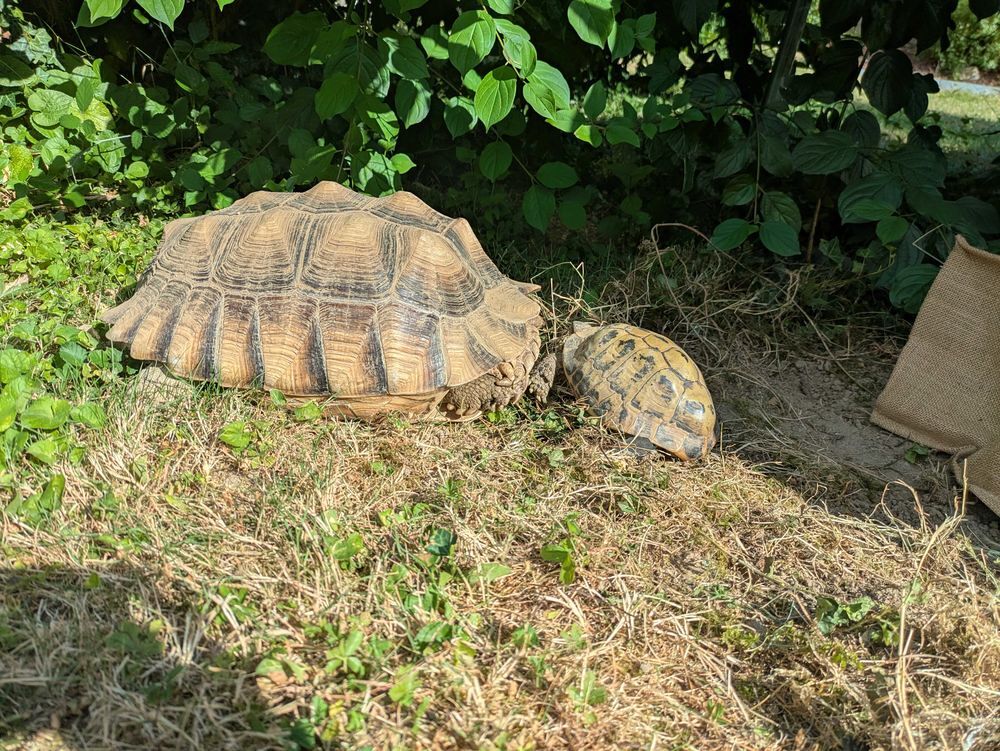 2 tortues sulcata femelles adultes 11kg Jardin