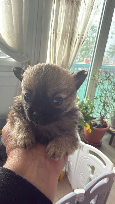 R&eacute;servation des chihuahuas, 500 78260 Ach�res