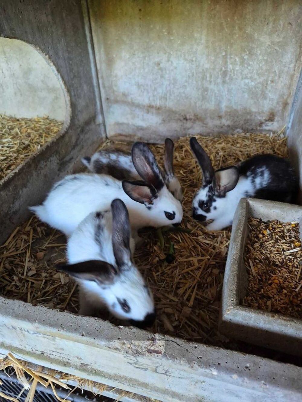 lapin geant papillon Jardin