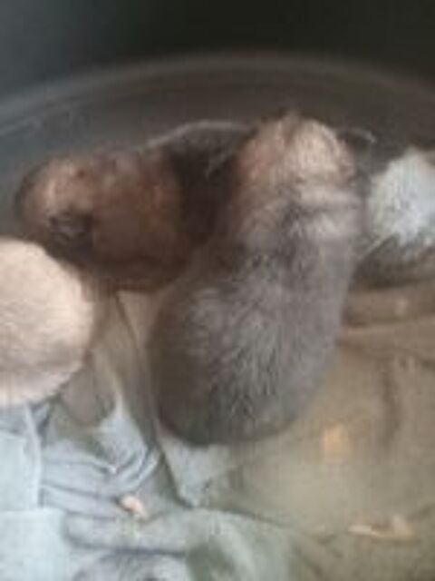   chiot a rserver 3 femelle 2 mal  joli couleur .  