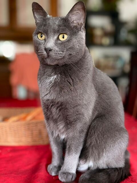 Daphnee superbe chatte chartreux a adopter  0 01480 Messimy-sur-sa�ne