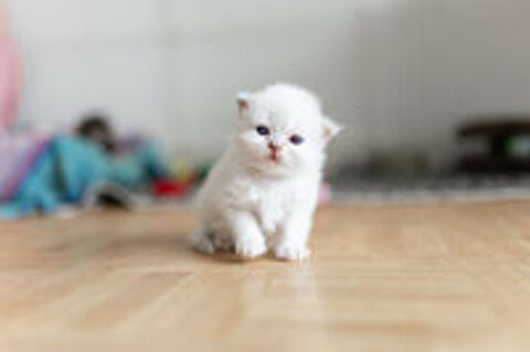   A réserver magnifique scottish fold  