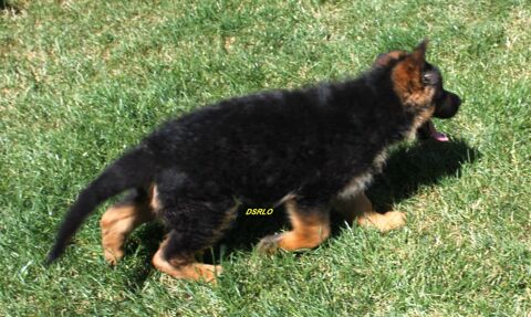 chiots berger allemand lof. 950 77320 La ferté-gaucher
