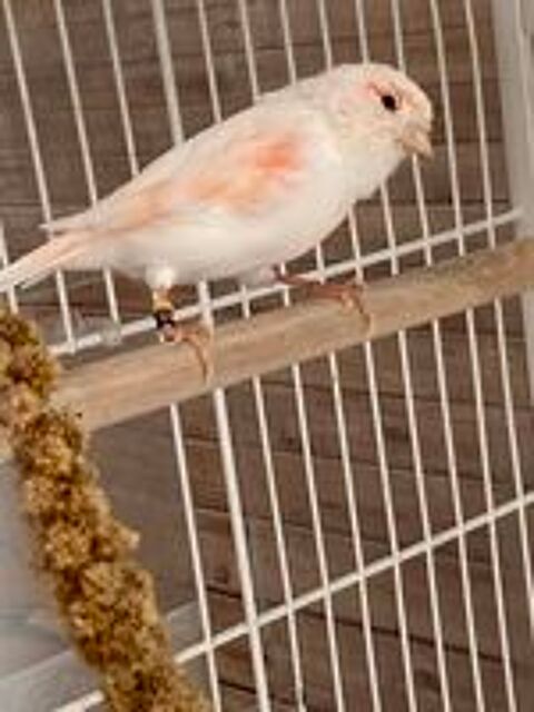   Canari  