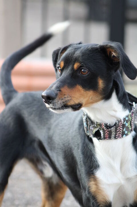 GOTEN � petit chien crois&eacute; tricolore d'1 an 315 24140 Douville