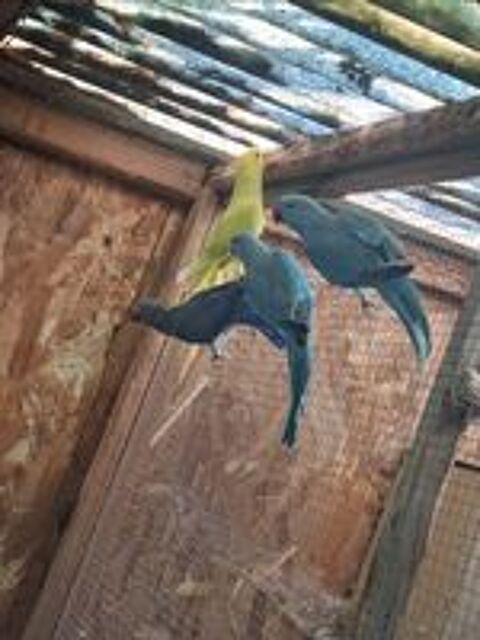   Echange Perruche à Collier contre Conure Soleil 