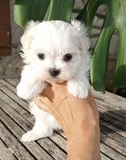   Magnifique femelle type bichon maltais de petit gabarit 