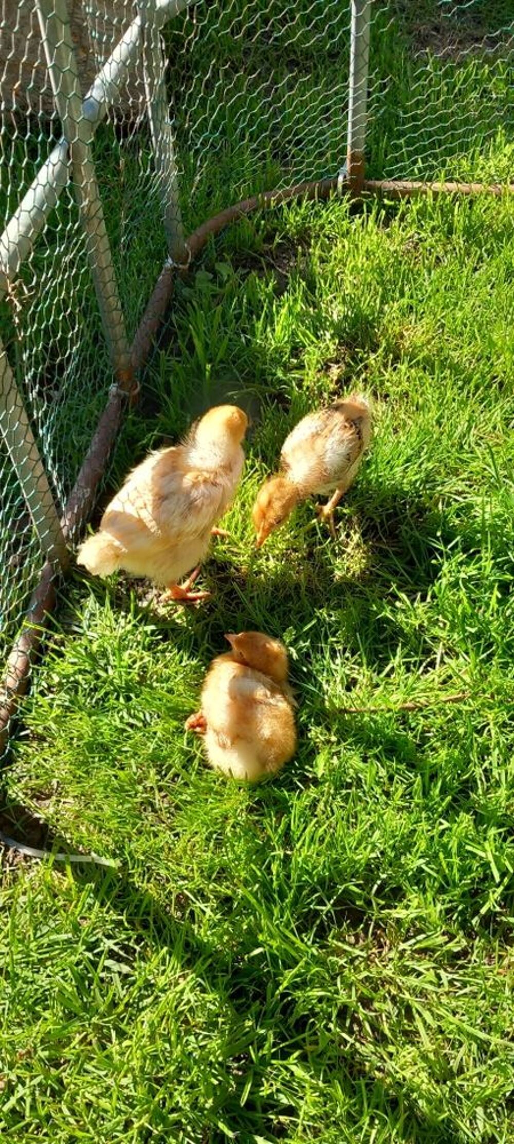 poussins roux Bricolage