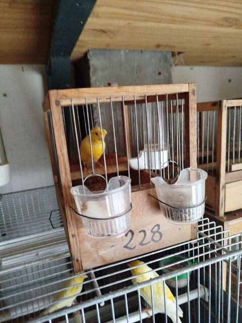 Timbrados très bon chanteurs 50 66470 Sainte-marie