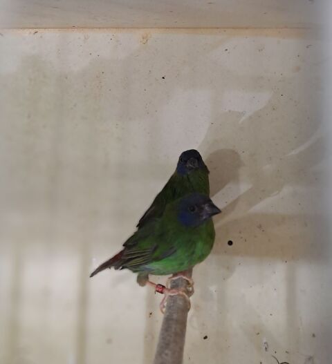 m&acirc;le killizt 40 77500 Chelles