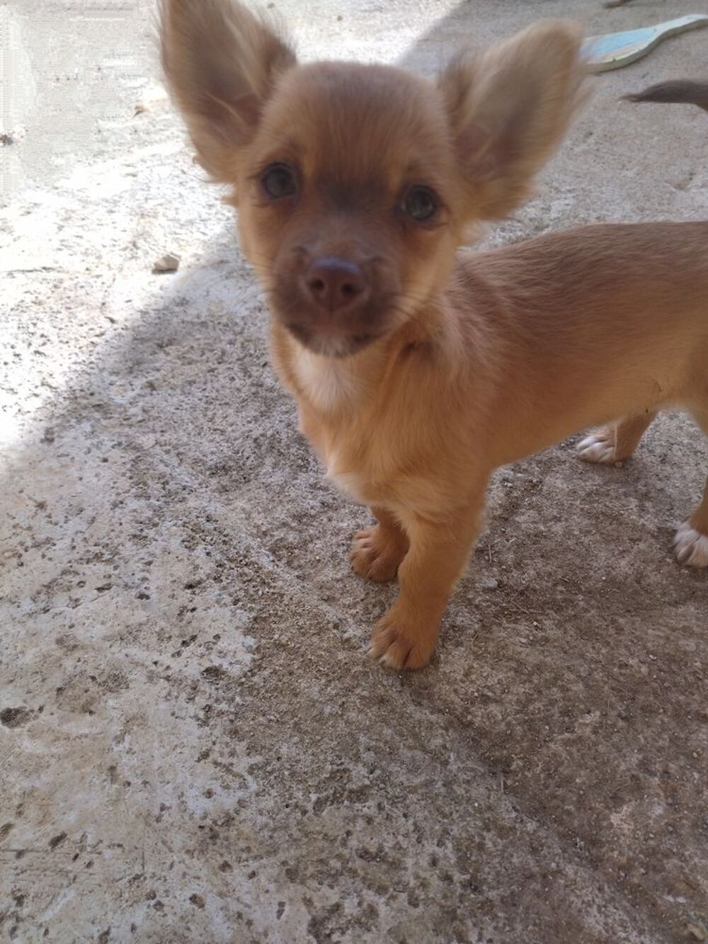   Mâle chihuahua  