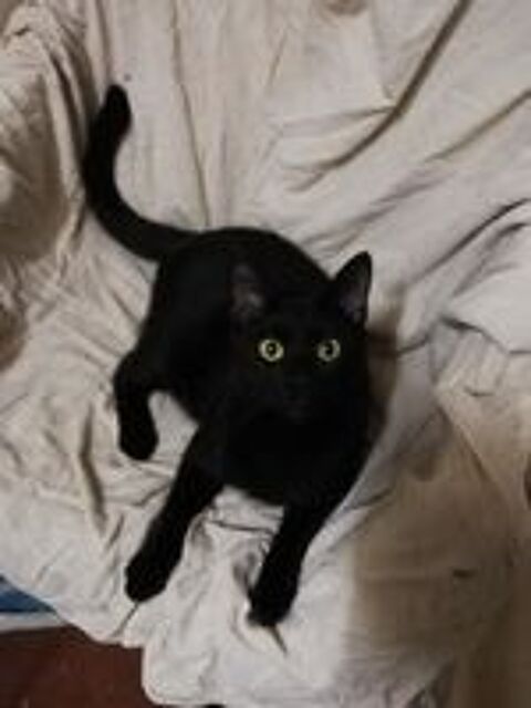   Jeune et brave chat à adopter sur Marseille 