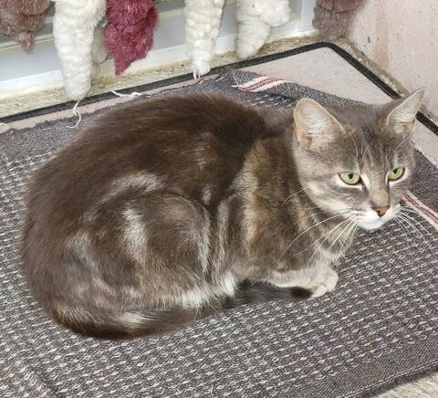 penelope chat à l'adoption 200 07700 Gras