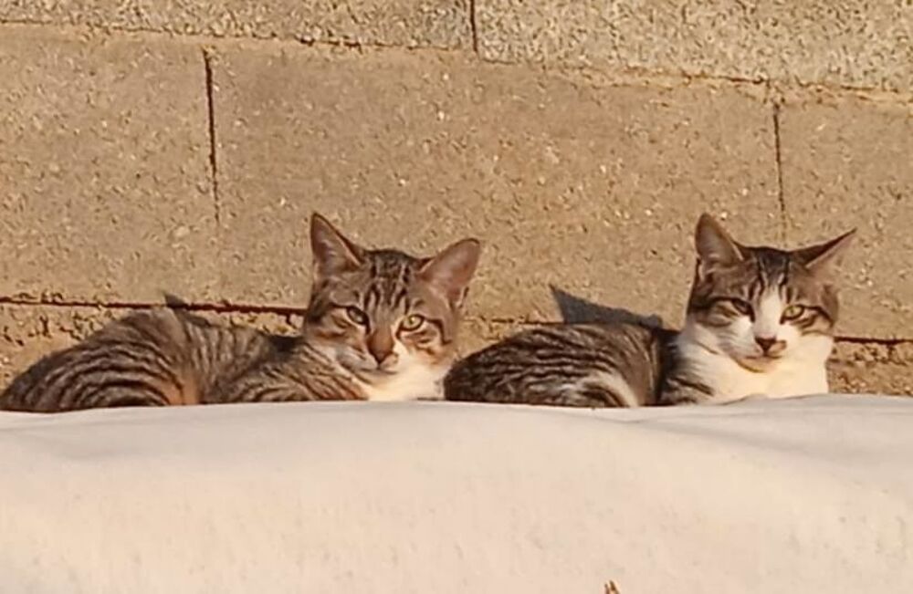    4 jeunes chats craintifs à socialiser 