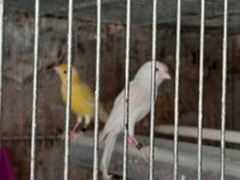   FEMELLE CANARI RAZA SATINE BLANC  