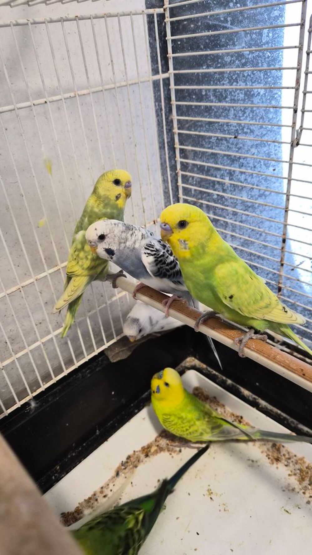   Oiseaux Perruches mâles et femelles  
