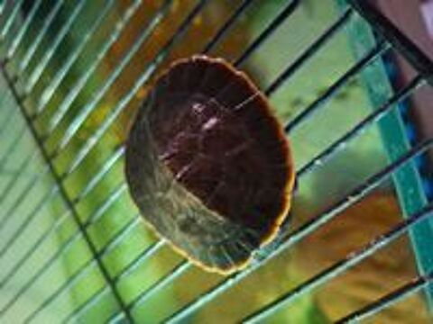   Emydura subglobosa juvénile tortue aquatique 