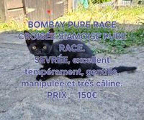   CHATON SEVRÉ  