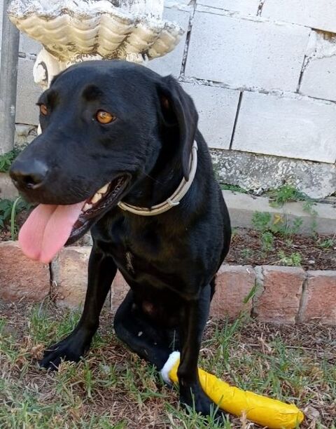 LERI SOS LERI  FEMELLE NON STÉRILISÉE 2ANS ET DEMI ENVIRON A SAUVER D'ESPAGNE 0 75018 Paris