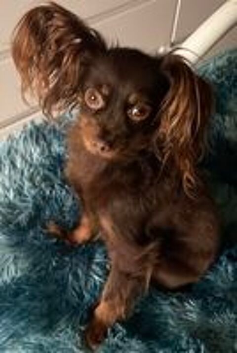   petit chien russe poils long 1 mâle  disponible LOF 
