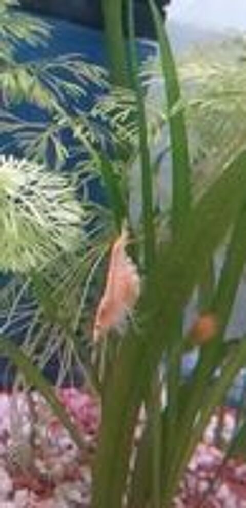   Crevette Golden Yellow.  