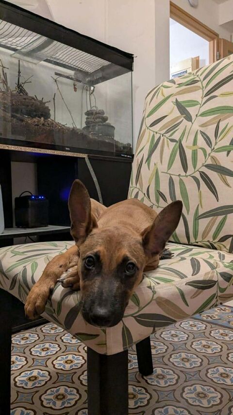 TANINA la malicieuse 300 08000 Charleville-mzires