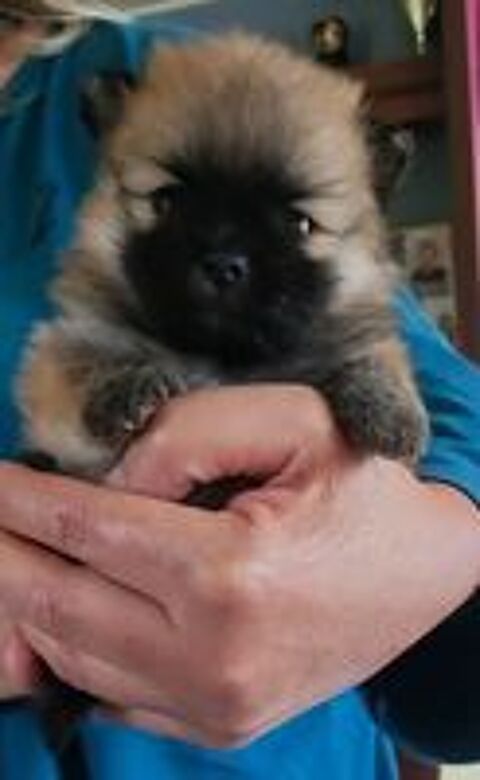   Chiots Spitz Main Poméranien  
