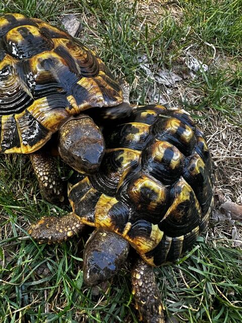 Tortue de terre 50 26600 Pont-de-l'isère