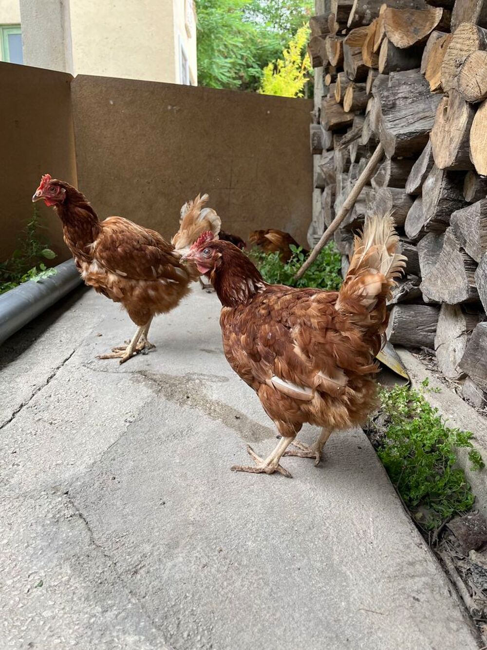 Poule Jardin