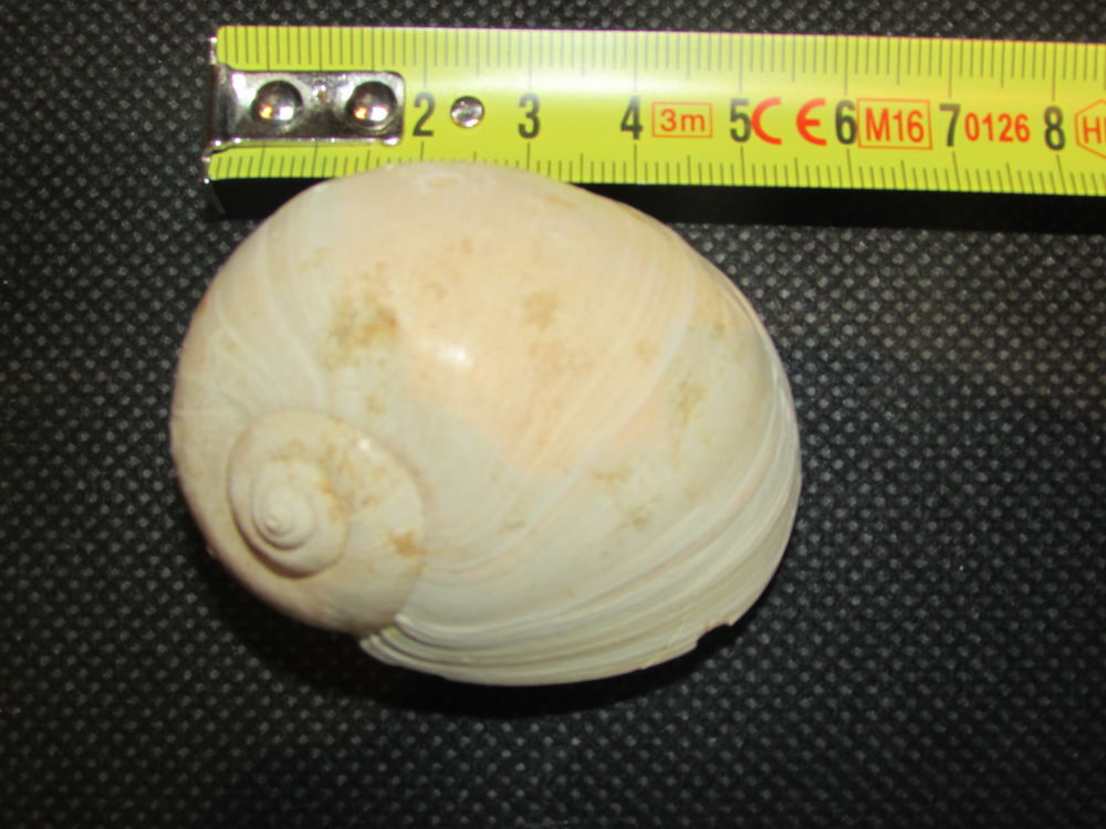 fossile de Bordeaux 