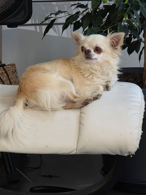 Magnifique femelle chihuahua &agrave; poils longs dor&eacute;s 500 11100 Narbonne