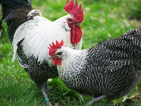 Oeufs f&eacute;cond&eacute;s Braekel Argent&eacute; 2 34750 Villeneuve-l�s-maguelone