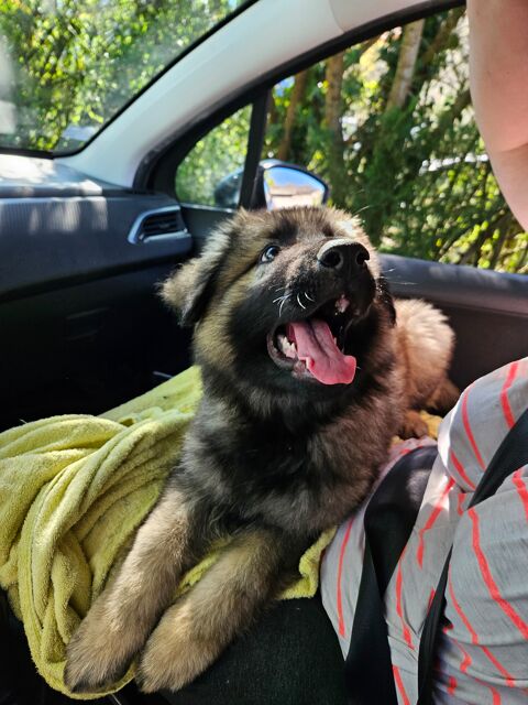 Borealis (berger allemand ancien type) 1710 17170 Cour�on