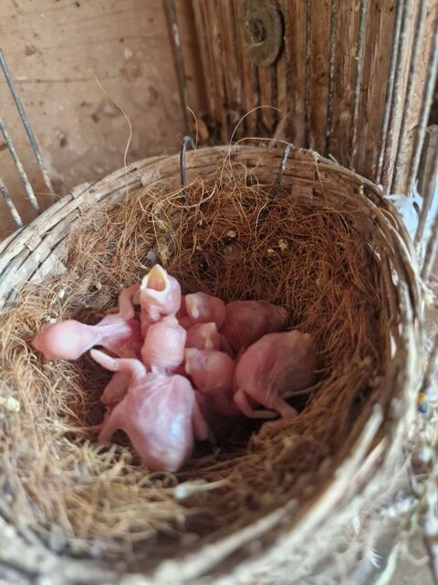 B&eacute;b&eacute; Padda pour EAM de 8 jours 30 91640 Vaugrigneuse