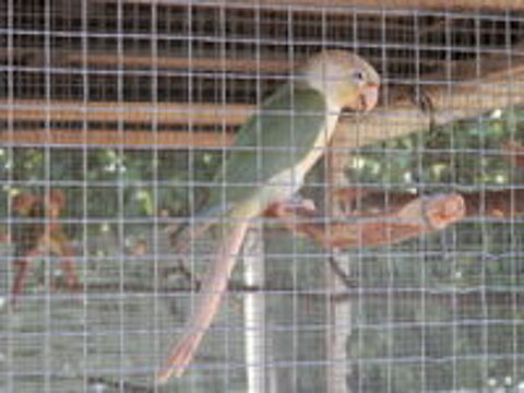   3 jeunes conures molinaé 