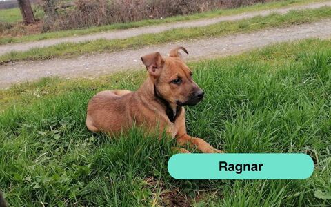 Ragnar, chiot crois&eacute; malinois &agrave; adopter 300 44540 Bonn�uvre