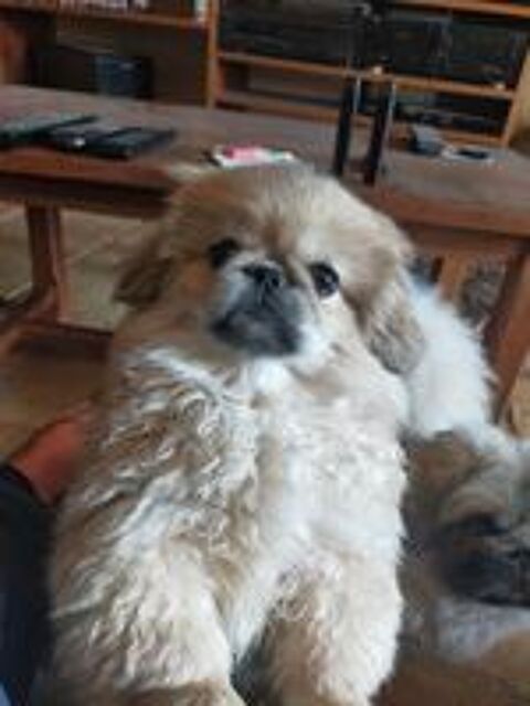   Chiot pékinois 
