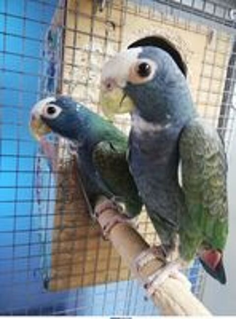   Perroquet pionus senilis 