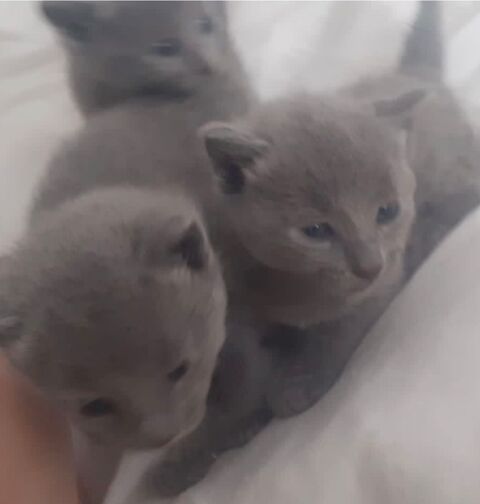 chatons bleu russe femelles et male 1400 31000 Toulouse