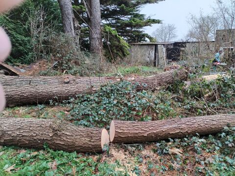 GRUMES DE PIN EBRANCHEES 300 Plumergat (56)