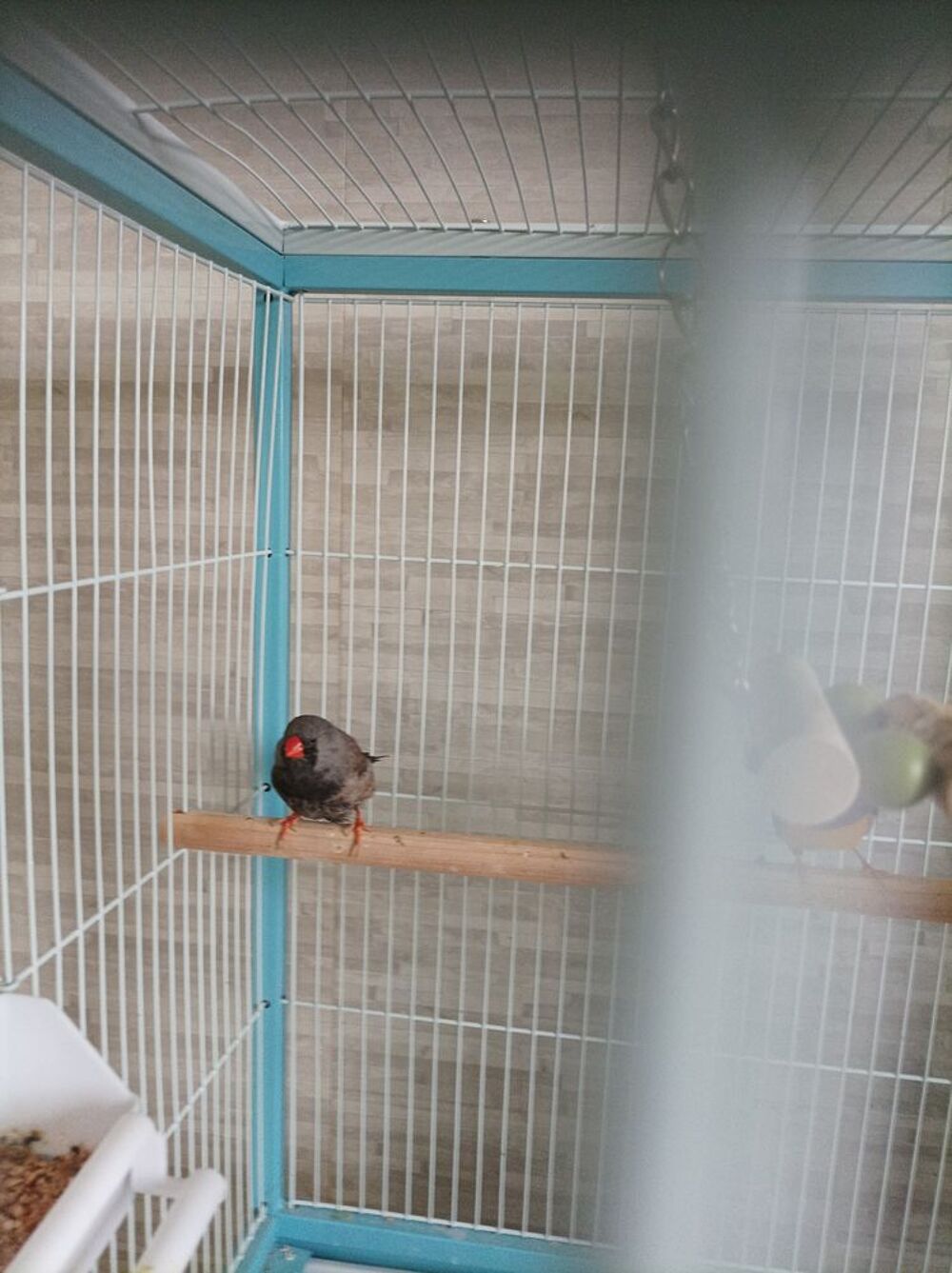   Oiseaux mandarins 
