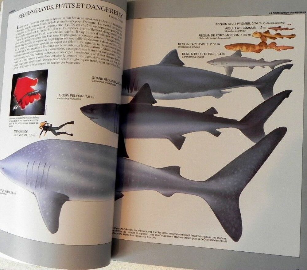 Livre " LES REQUINS " , encyclop&eacute;die de 240 pages Livres et BD