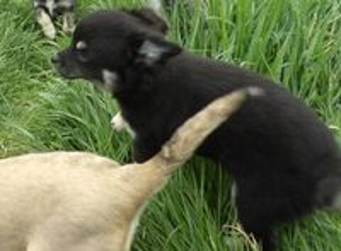   Chiot Chihuahua 