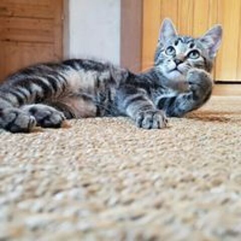   Petit Baloo 